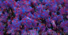 =0809_borac-celik_10.jpg
=331KB
Dimensions=650x343
Date added= 0809_borac-celik_10.jpg